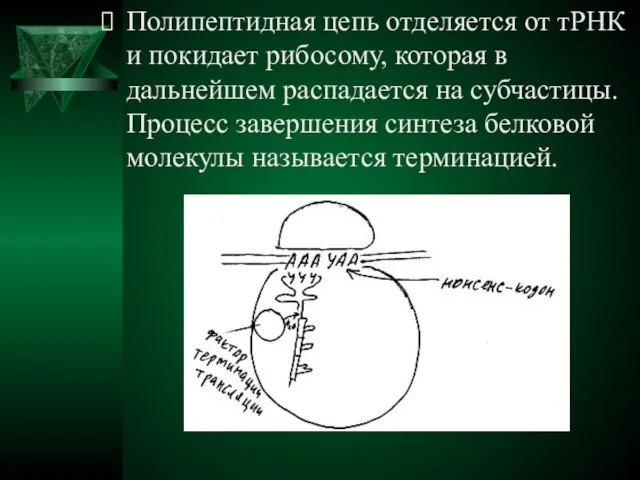 Полипептидная цепь отделяется от тРНК и покидает рибосому, которая в дальнейшем распадается