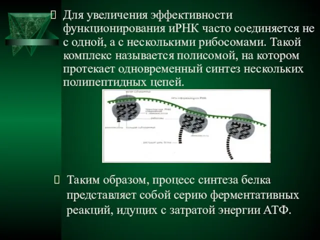 Для увеличения эффективности функционирования иРНК часто соединяется не с одной, а с