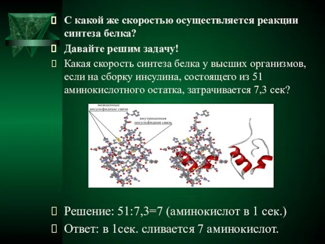 С какой же скоростью осуществляется реакции синтеза белка? Давайте решим задачу! Какая