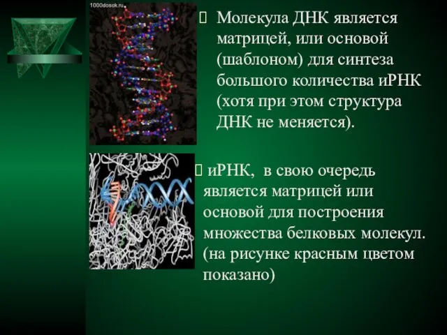 Молекула ДНК является матрицей, или основой (шаблоном) для синтеза большого количества иРНК