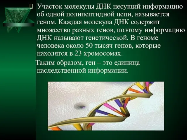 Участок молекулы ДНК несущий информацию об одной полипептидной цепи, называется геном. Каждая