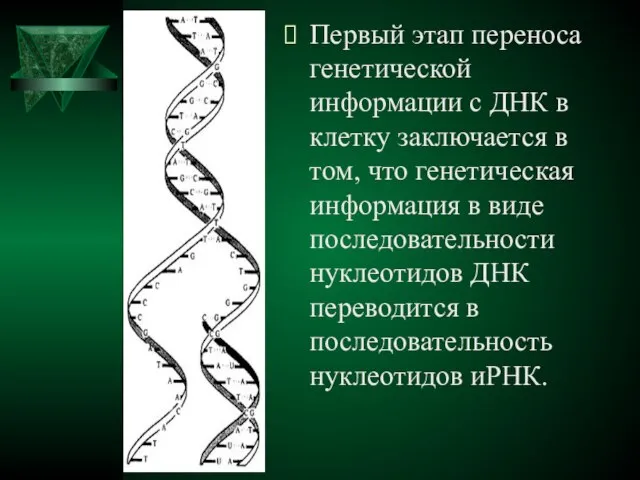 Первый этап переноса генетической информации с ДНК в клетку заключается в том,