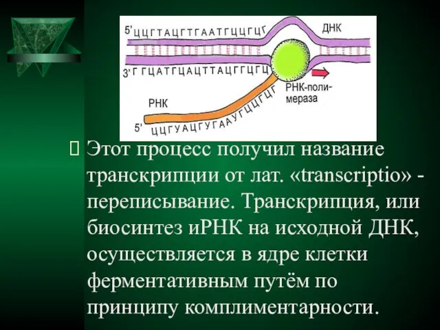 Этот процесс получил название транскрипции от лат. «transcriptio» - переписывание. Транскрипция, или