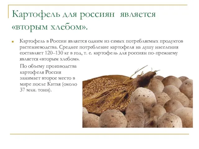 Картофель для россиян является «вторым хлебом». Картофель в России является одним из