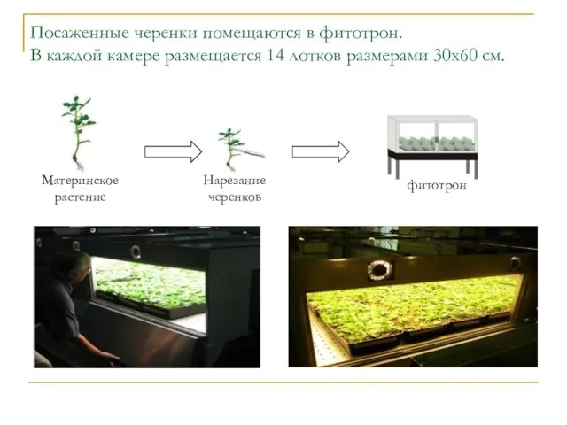 Посаженные черенки помещаются в фитотрон. В каждой камере размещается 14 лотков размерами