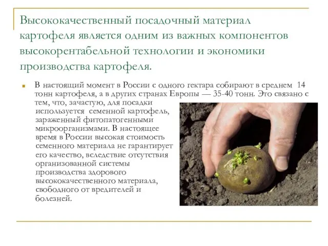 Высококачественный посадочный материал картофеля является одним из важных компонентов высокорентабельной технологии и