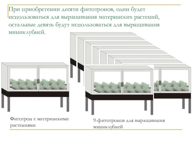 При приобретении десяти фитотронов, один будет использоваться для выращивания материнских растений, остальные