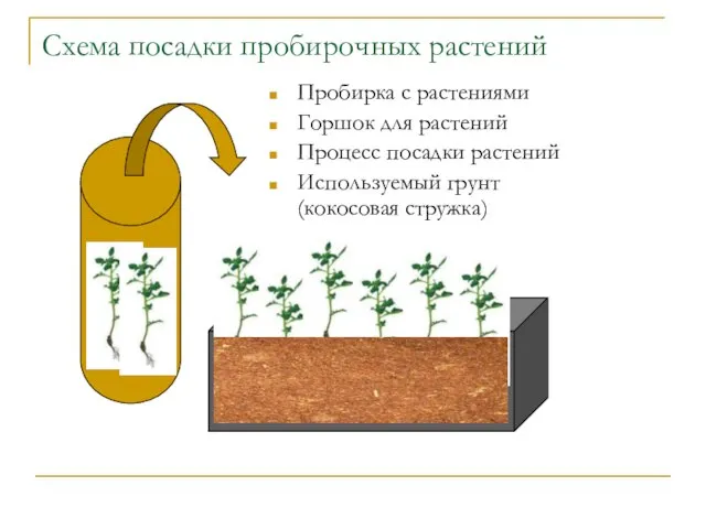 Схема посадки пробирочных растений Пробирка с растениями Горшок для растений Процесс посадки
