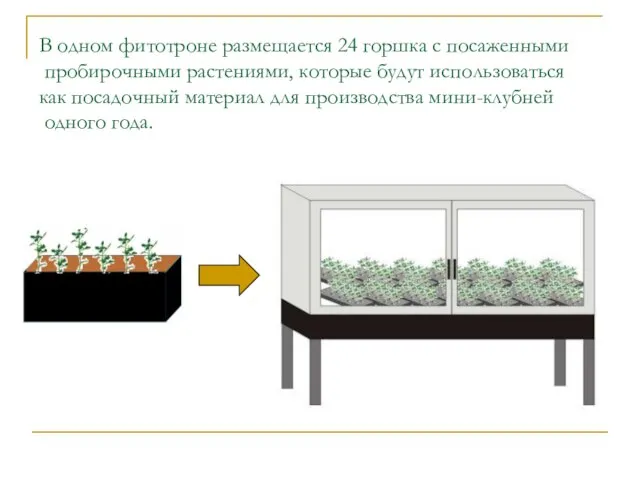 В одном фитотроне размещается 24 горшка с посаженными пробирочными растениями, которые будут