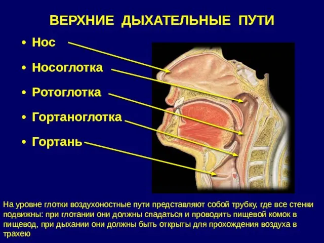 ВЕРХНИЕ ДЫХАТЕЛЬНЫЕ ПУТИ Нос Носоглотка Pотоглотка Гортаноглотка Гортань На уровне глотки воздухоностные