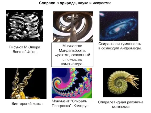 Спирали в природе, науке и искусстве Спиралевидная раковина моллюска Спиральная туманность в