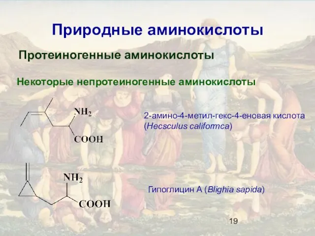 Природные аминокислоты Протеиногенные аминокислоты Некоторые непротеиногенные аминокислоты 2-амино-4-метил-гекс-4-еновая кислота (Hecsculus califormca) Гипоглицин A (Blighia sapida)