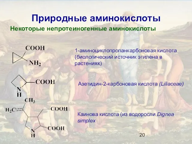 Природные аминокислоты Некоторые непротеиногенные аминокислоты 1-аминоциклопропанкарбоновая кислота (биологический источник этилена в растениях)