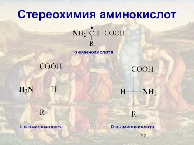 Стереохимия аминокислот α-аминокислота L-α-аминокислота D-α-аминокислота