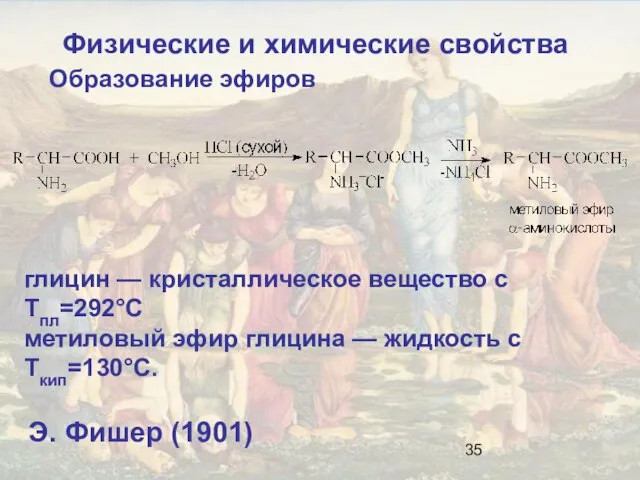 Образование эфиров глицин — кристаллическое вещество с Тпл=292°С метиловый эфир глицина —