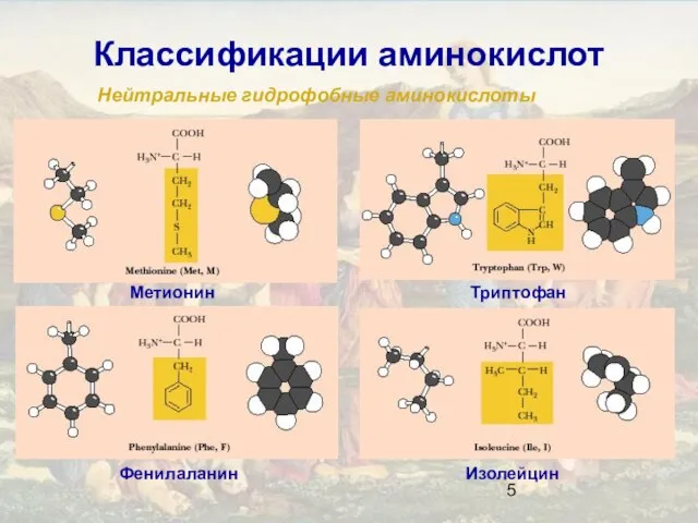 Классификации аминокислот Нейтральные гидрофобные аминокислоты Изолейцин Фенилаланин Метионин Триптофан