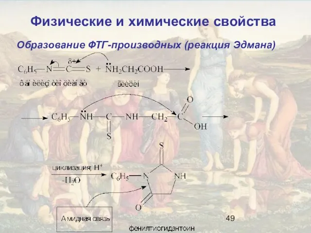 Образование ФТГ-производных (реакция Эдмана) Физические и химические свойства