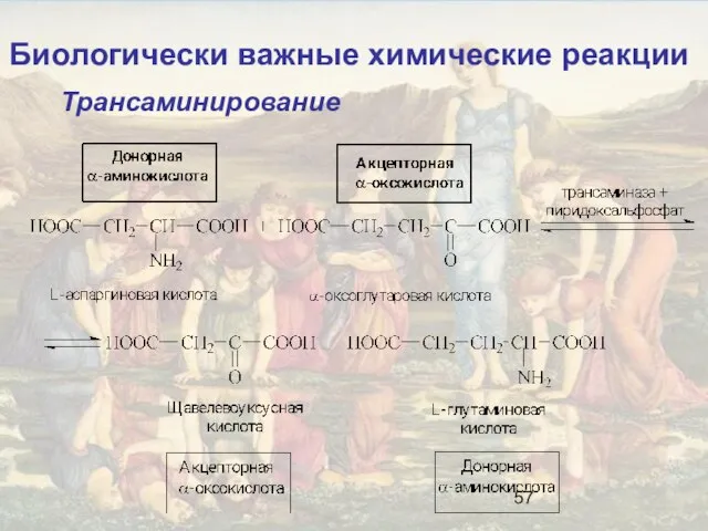 Биологически важные химические реакции Трансаминирование