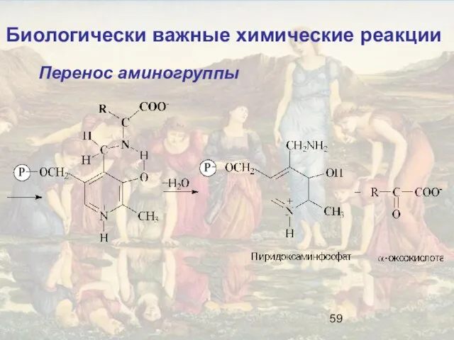 Биологически важные химические реакции Перенос аминогруппы