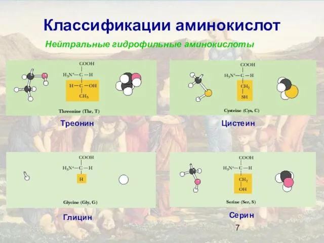 Классификации аминокислот Нейтральные гидрофильные аминокислоты Глицин Серин Треонин Цистеин