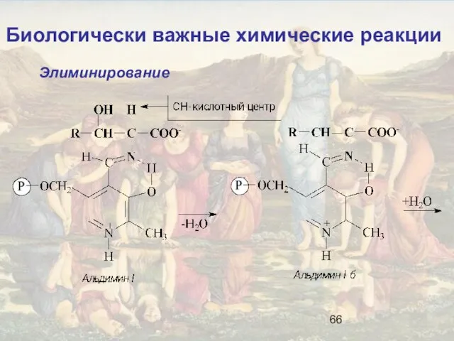 Биологически важные химические реакции Элиминирование