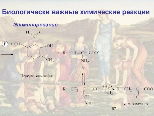 Биологически важные химические реакции Элиминирование