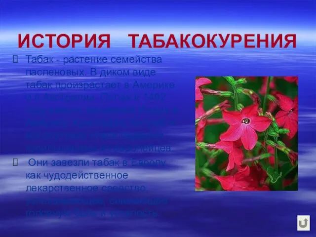 ИСТОРИЯ ТАБАКОКУРЕНИЯ Табак - растение семейства пасленовых. В диком виде табак произрастает