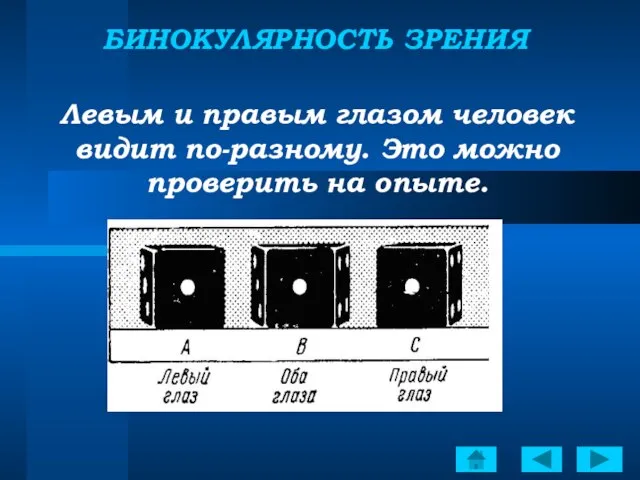 БИНОКУЛЯРНОСТЬ ЗРЕНИЯ Левым и правым глазом человек видит по-разному. Это можно проверить на опыте.