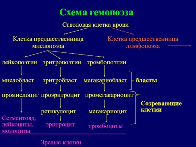 Схема гемопоэза Стволовая клетка крови Клетка предшественница миелопоэза Клетка предшественница лимфопоэза лейкопоэтин