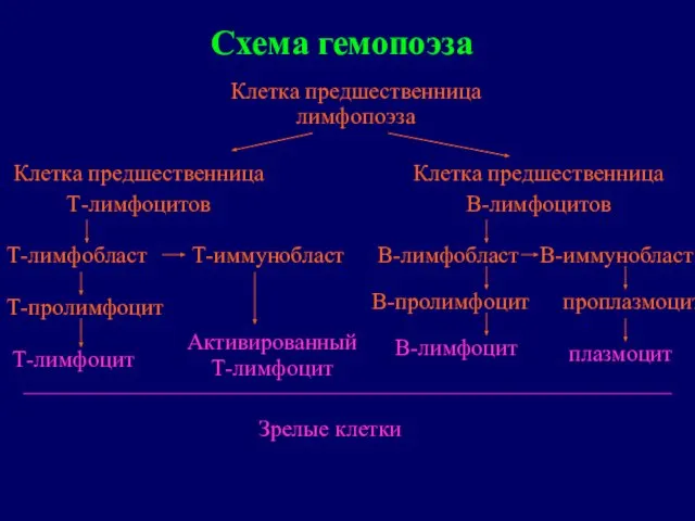 Схема гемопоэза Клетка предшественница лимфопоэза Клетка предшественница Т-лимфоцитов Клетка предшественница В-лимфоцитов Т-лимфобласт