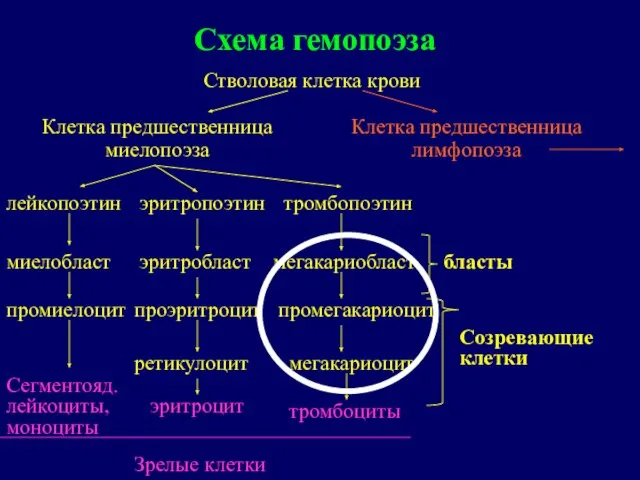 Схема гемопоэза Стволовая клетка крови Клетка предшественница миелопоэза Клетка предшественница лимфопоэза лейкопоэтин