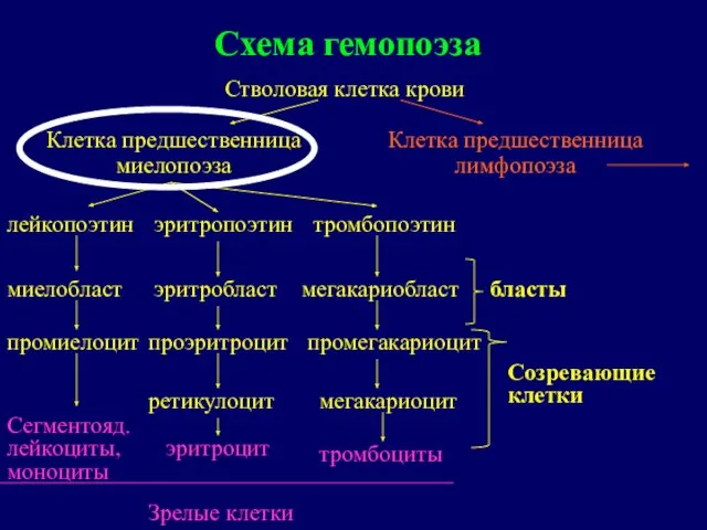 Схема гемопоэза Стволовая клетка крови Клетка предшественница миелопоэза Клетка предшественница лимфопоэза лейкопоэтин