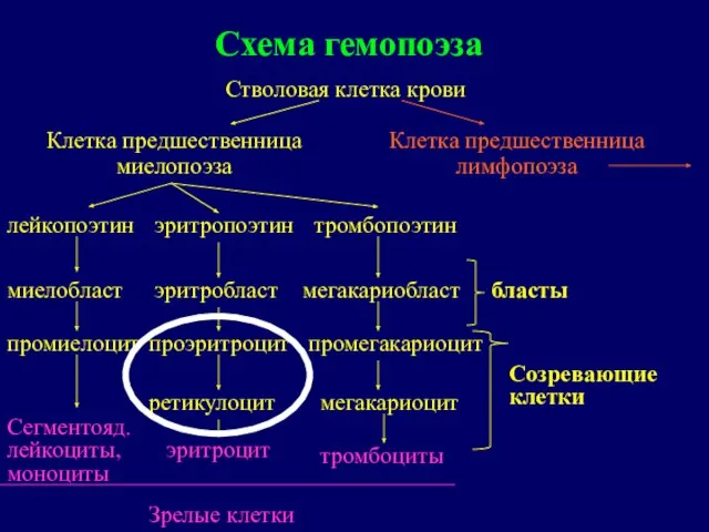 Схема гемопоэза Стволовая клетка крови Клетка предшественница миелопоэза Клетка предшественница лимфопоэза лейкопоэтин