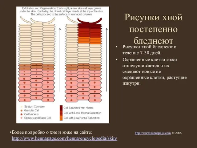 Рисунки хной постепенно бледнеют Рисунки хной бледнеют в течение 7-30 дней. Окрашенные