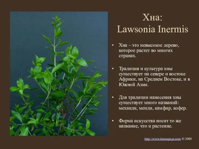 Хна: Lawsonia Inermis Хна – это невысокое дерево, которое растет во многих