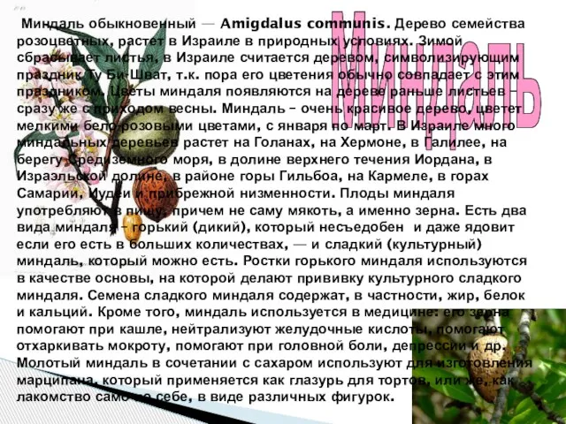 Миндаль Миндаль обыкновенный — Amigdalus communis. Дерево семейства розоцветных, растет в Израиле