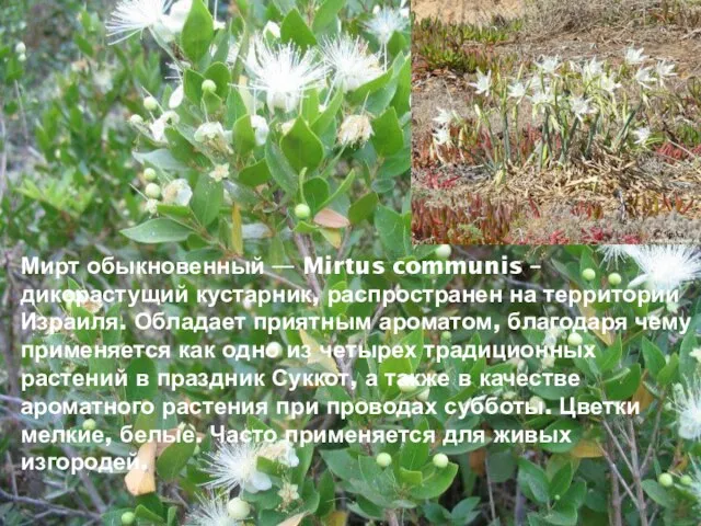 Мирт обыкновенный — Mirtus communis – дикорастущий кустарник, распространен на территории Израиля.