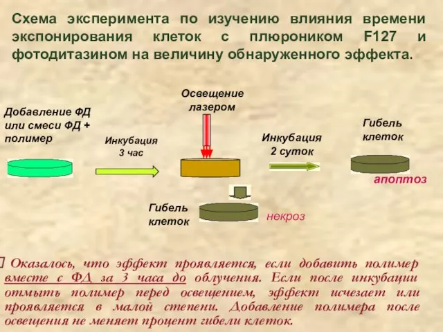 Инкубация 3 час Освещение лазером Гибель клеток Добавление ФД или смеси ФД