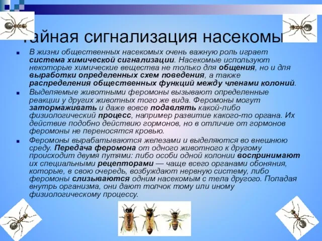 Тайная сигнализация насекомых В жизни общественных насекомых очень важную роль играет система