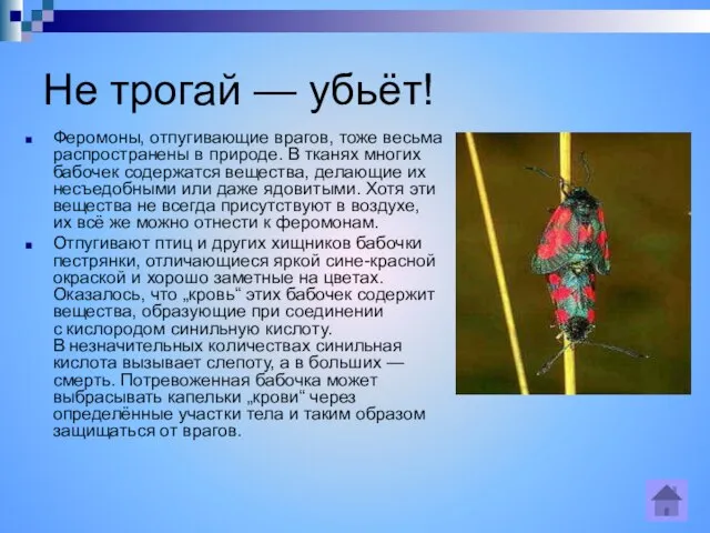 Не трогай — убьёт! Феромоны, отпугивающие врагов, тоже весьма распространены в природе.