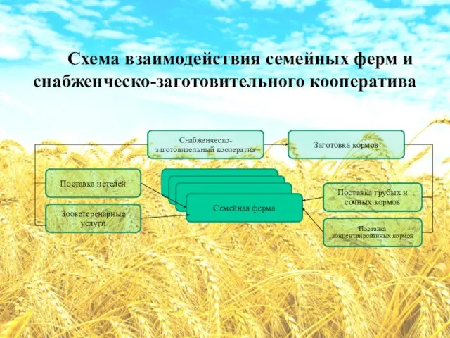 Схема взаимодействия семейных ферм и снабженческо-заготовительного кооператива Снабженческо-заготовительный кооператив Зооветеренарные услуги Поставка