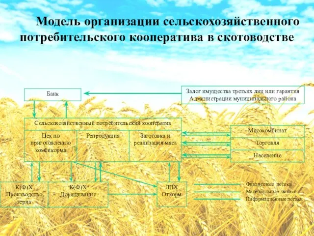 Модель организации сельскохозяйственного потребительского кооператива в скотоводстве Информационные потоки Материальные потоки Финансовые потоки