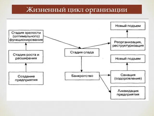 Жизненный цикл организации