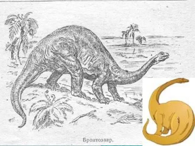 Бронтозавр Бронтозавр был сравнительно высоким, имел большой горб на спине и толстый