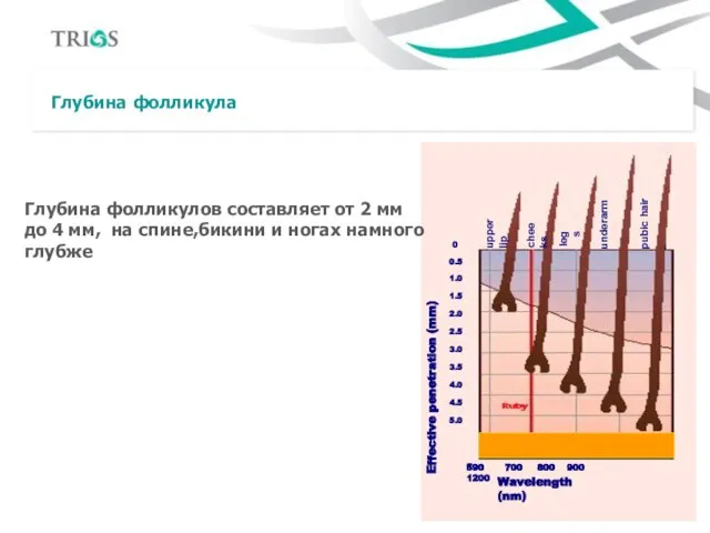 Глубина фолликула Глубина фолликулов составляет от 2 мм до 4 мм, на