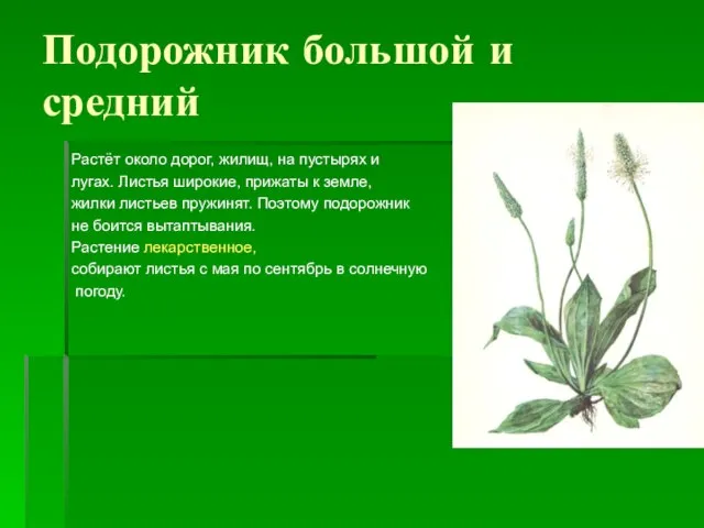 Подорожник большой и средний Растёт около дорог, жилищ, на пустырях и лугах.