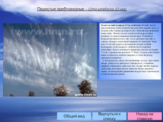 Перистые хребтовидные – Cirrus vertebratus (Ci vert) Перистые хребтовидные Cirrus vertebratus (Ci