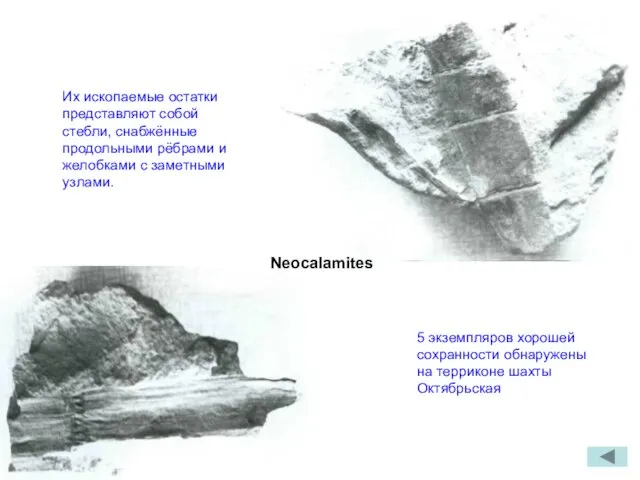 Neocalamites Их ископаемые остатки представляют собой стебли, снабжённые продольными рёбрами и желобками