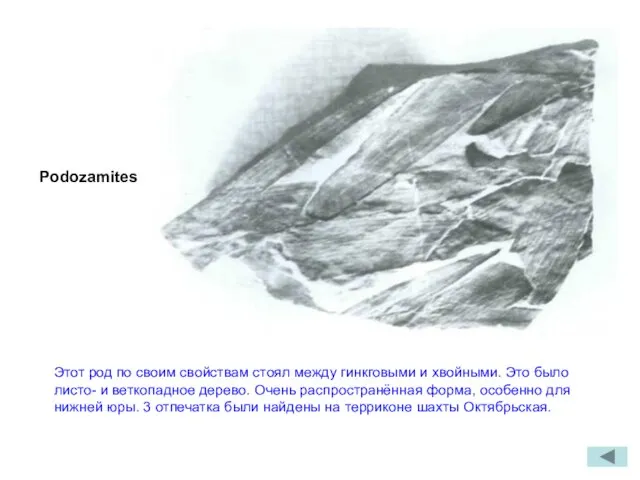 Podozamites Этот род по своим свойствам стоял между гинкговыми и хвойными. Это