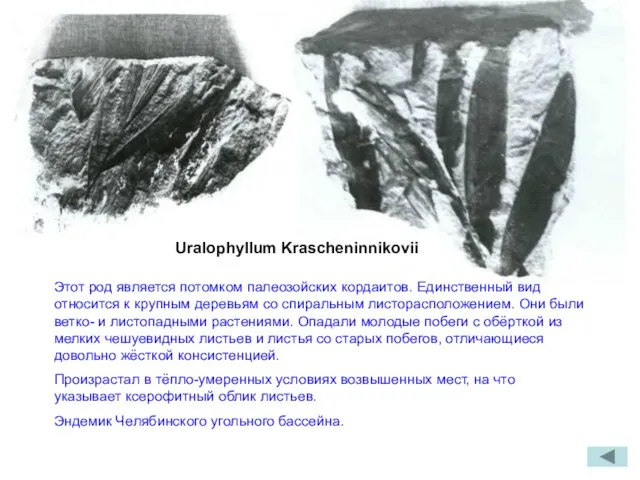 Uralophyllum Krascheninnikovii Этот род является потомком палеозойских кордаитов. Единственный вид относится к
